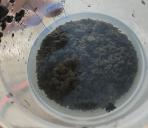 Flocculated sludge